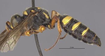 Media type: image;   Entomology 13773 Aspect: habitus lateral view